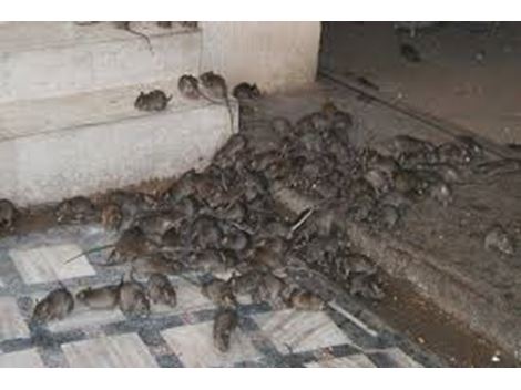 Ratos e Roedores em Ribeirão Pires