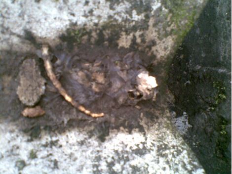 Controle de Rato em São Roque